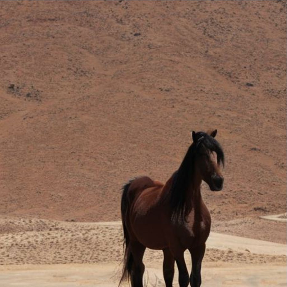 Horse artwork accompanying Business Bowl I